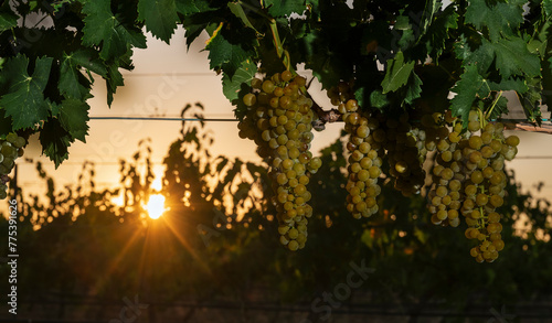 Sunrise over First Harvest of White Grapes in Villarrobledo photo