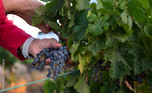 First grape harvest of the season in Villarrobledo, Spain photo
