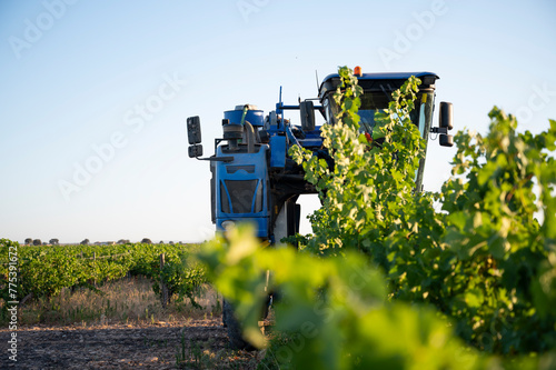 Harvesting white grapes with machine in Villarrobledo, Spain