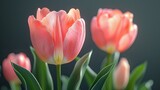   Pink tulips with green leaves in the foreground against a dark background