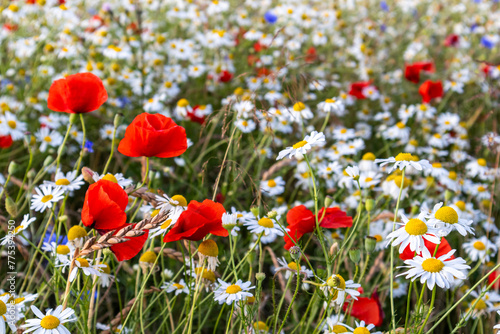 bl  hendes Getreidefeld Mohnblumen und Kornblumen biologischer Getreideanbau