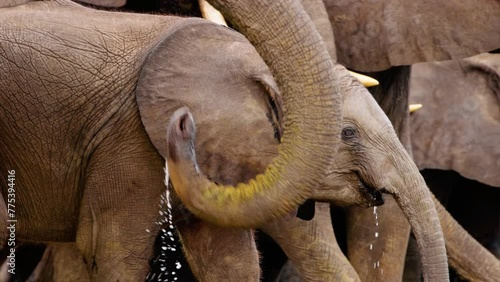 Close up of a Calf elephant drinking water with his family of African Bush elephants (Loxodonta africana) at Chobe National Park, Botswana, South Africa. 