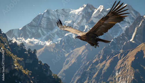  Condor soaring in the mountains photo