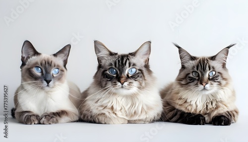 Three cats staring directly at the camera