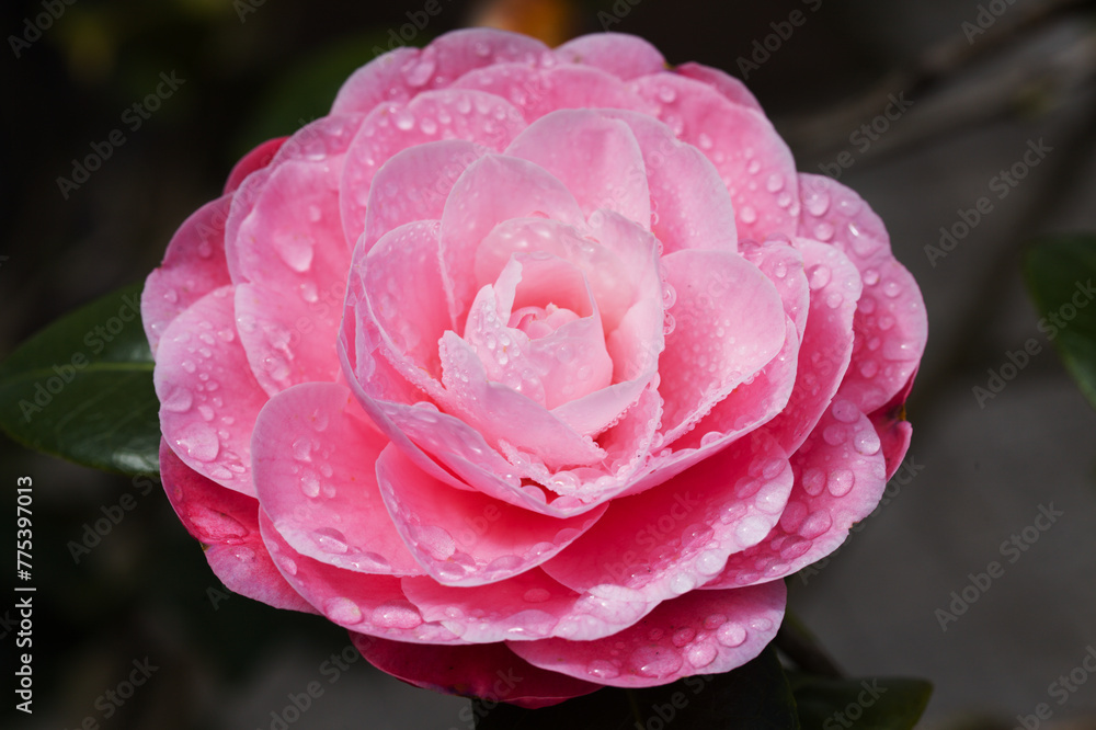 Flowering pink Camellia natural macro floral background Flowering pink Camellia natural macro floral background