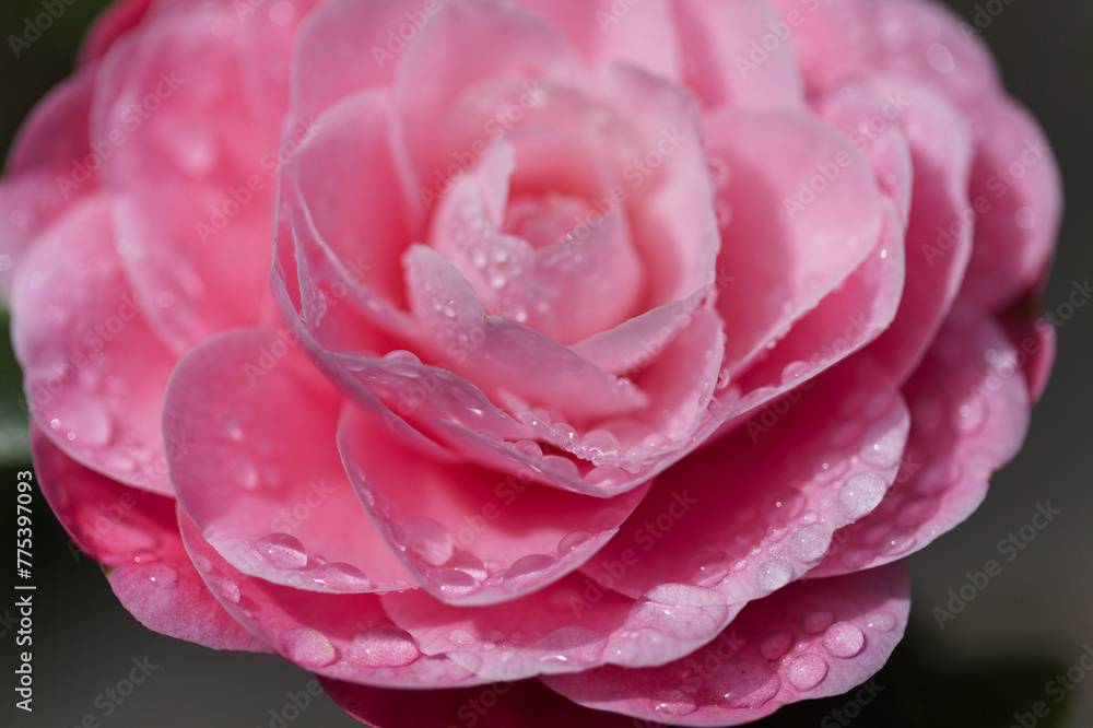 Flowering pink Camellia natural macro floral background Flowering pink Camellia natural macro floral background