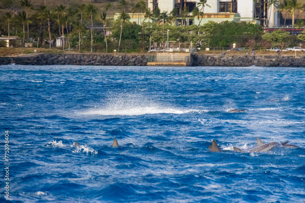 Obraz premium spinner dolphins swimming in the rippling blue waters of the Pacific Ocean off the coast of Oahu in Kapolei Hawaii USA