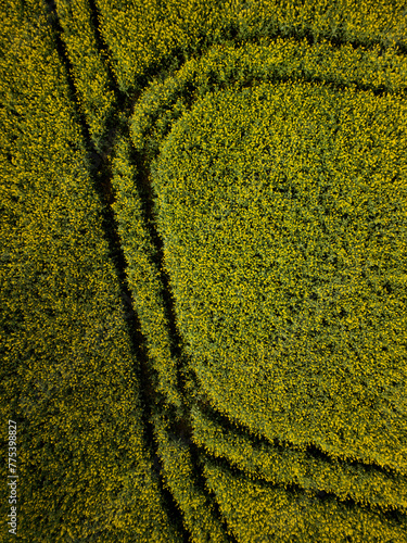 rapseed agriculture field aerial drone view