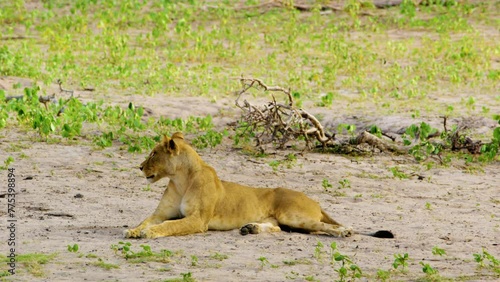 A Maneless congo african lion panthera leo resting on ground. Chobe National Park, Botswana, South Africa.  photo