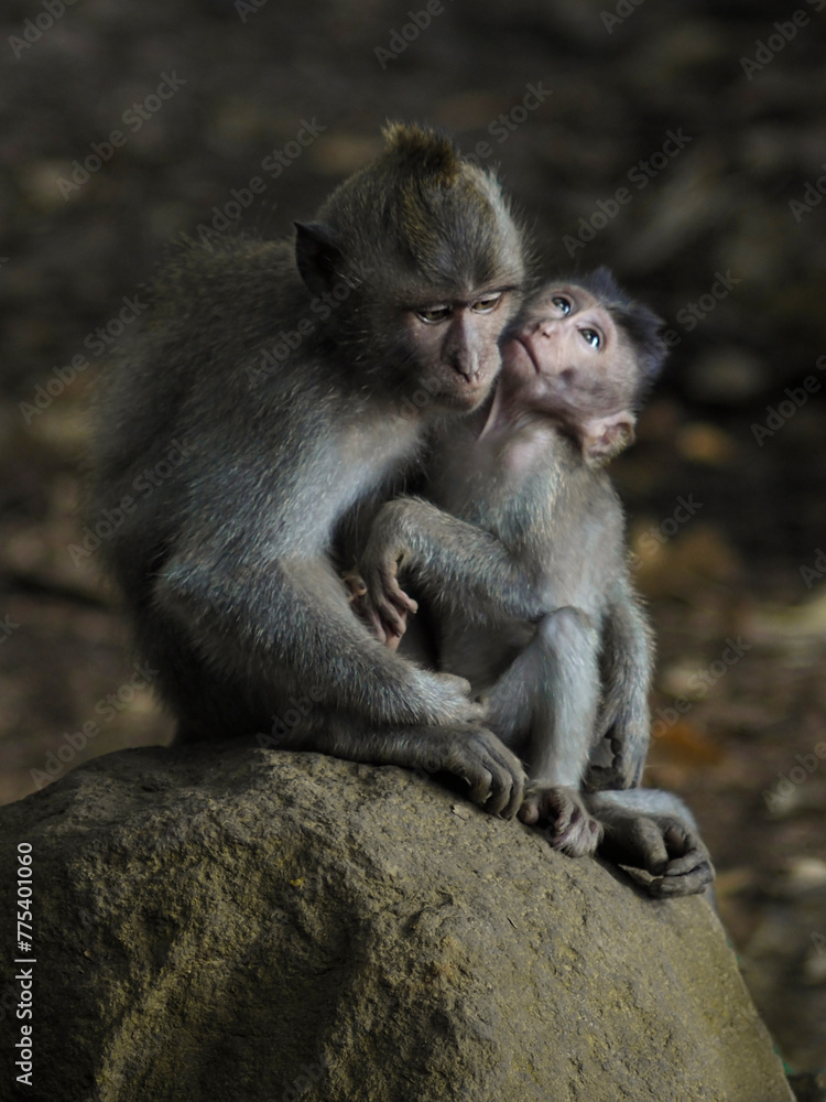cute baby monkey with parent on rock in Bali, Indonesia