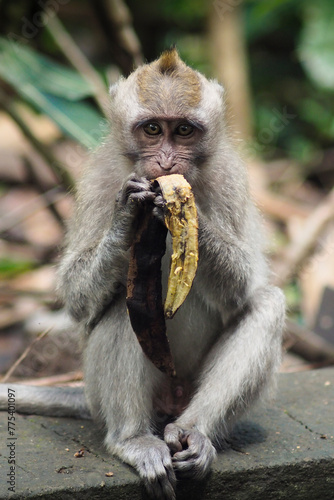 monkey eating banana on brick wall in Bali, Indonesia