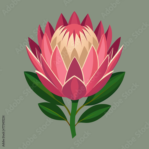 Beautiful Protea Flower Vector Illustrations Stunning Floral Graphics