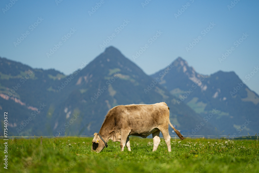 Cow in a green field by the water in Sweden. Cattle grazing in a field. Cows on green grass in a meadow, pasture. Cattle cows grazing on farmland. Brown cows grazing in grassy meadow. Cow in a green field by the water in Sweden. Cattle grazing in a field. Cows on green grass in a meadow, pasture. Cattle cows grazing on farmland. Brown cows grazing in grassy meadow.
