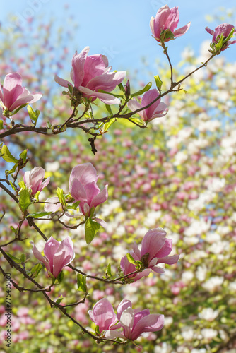 Blooming tree branch with pink Magnolia soulangeana flowers in park or garden on blue sky background. Nature, floral, gardening.