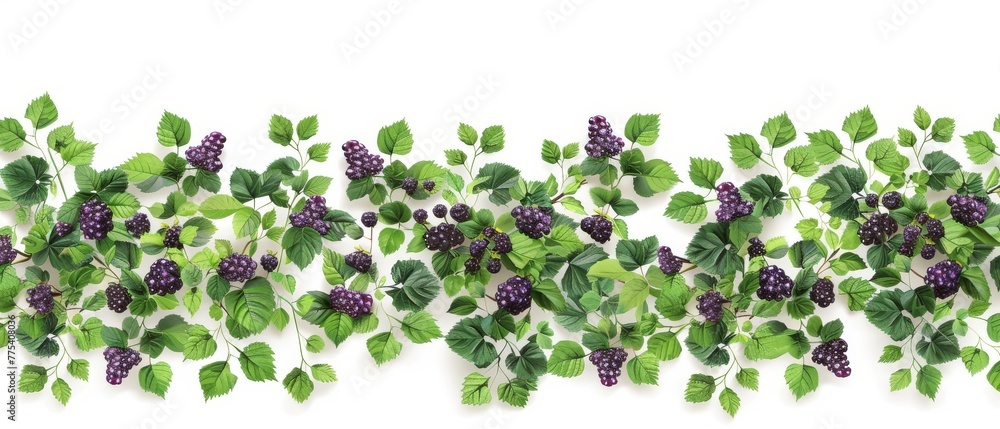 Green leaves and purple berries on a white background surrounded by a border of green leaves and purple berries Green leaves and purple berries on a white background surrounded by a border of green leaves and purple berries