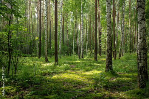 a beautiful green birch forest for a computer wallpaper, or for the texture of the view outside the window in a visualization, generative AI