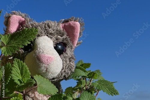 Grey larky plush kitten hiding itself in spring leaves of cat attracting Catnip plant, latin name Nepeta Cataria, blue skies in background. 