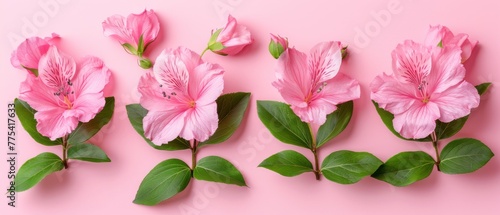  Group of pink flowers with green leaves on pink background; Text area on left side