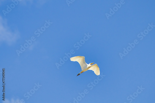 Brilliant stark white cattle egrt flying overhead against a bright blue sky.