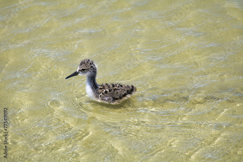 Baby stilt wading in shallow water hunting for food.