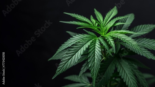 Close-up view of a cannabis plant with black background.