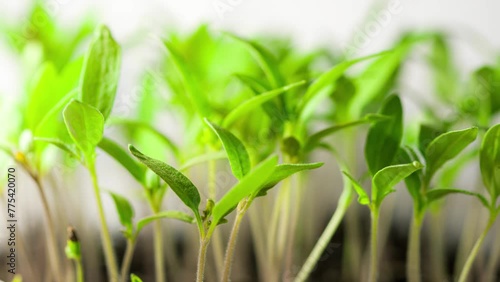 Green little plants growing in timelapse