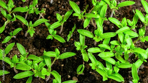 Green little plants growing in timelapse
