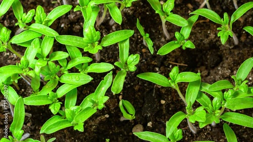 Green little plants growing in timelapse