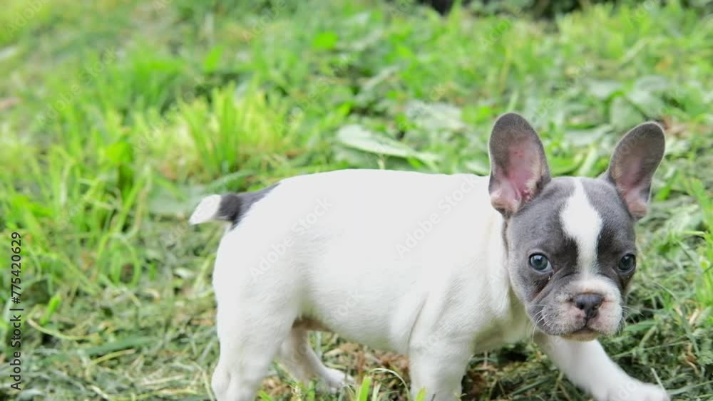 portrait of a cute little french bulldog puppy sitting in the park on the grass and looking at the camera. happy dog outdoors portrait of a cute little french bulldog puppy sitting in the park on the grass and looking at the camera. happy dog outdoors