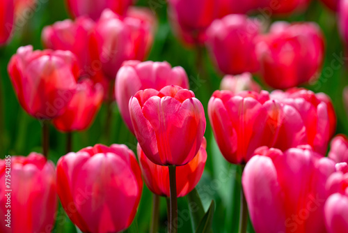 Spring flower in tulip field. Colorful vivid tulips in the park. Tulip flowers background. Beautiful flower red tulips in sunlight landscape at spring or summer. Amazing spring nature. Tulips flowers