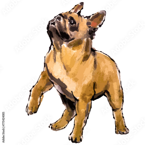 Vector watercolor illustration of American Bully dog portrait