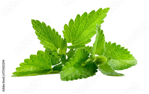 mint tean green leaf photo