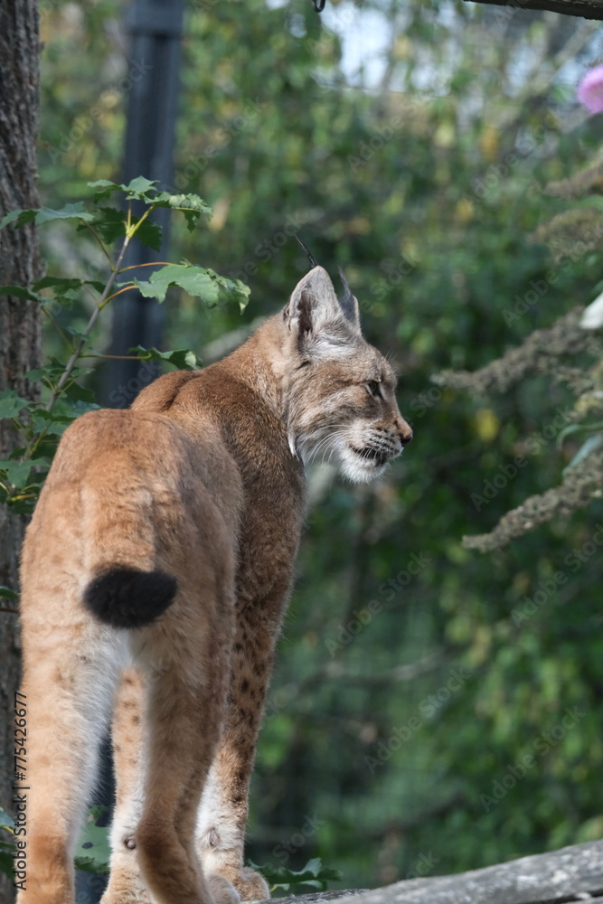 Fototapeta premium Félin