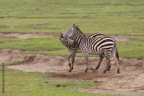 Zebra on the plains of  Tanzania Africa