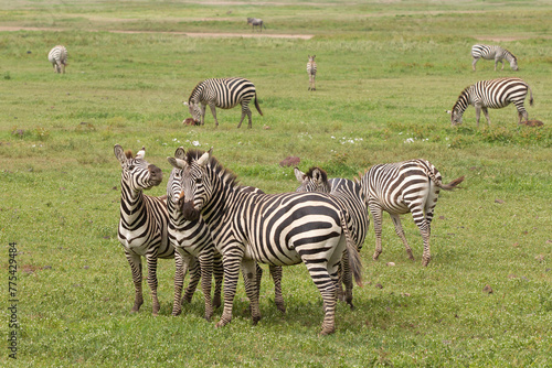 Zebra on the plains of  Tanzania Africa