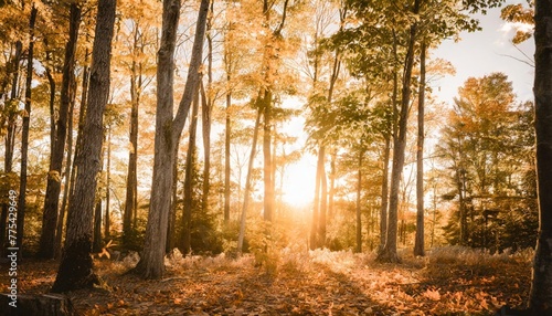 color autumn forest © Aedan