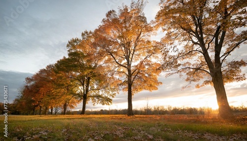 beautiful trees leaves changing autumn