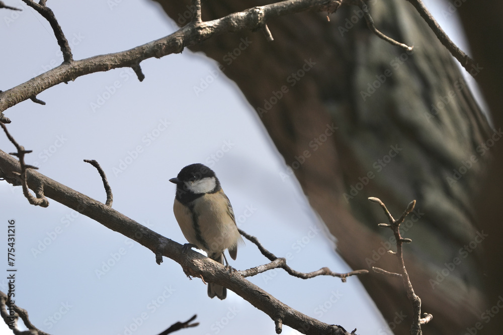 japanese tit in a field