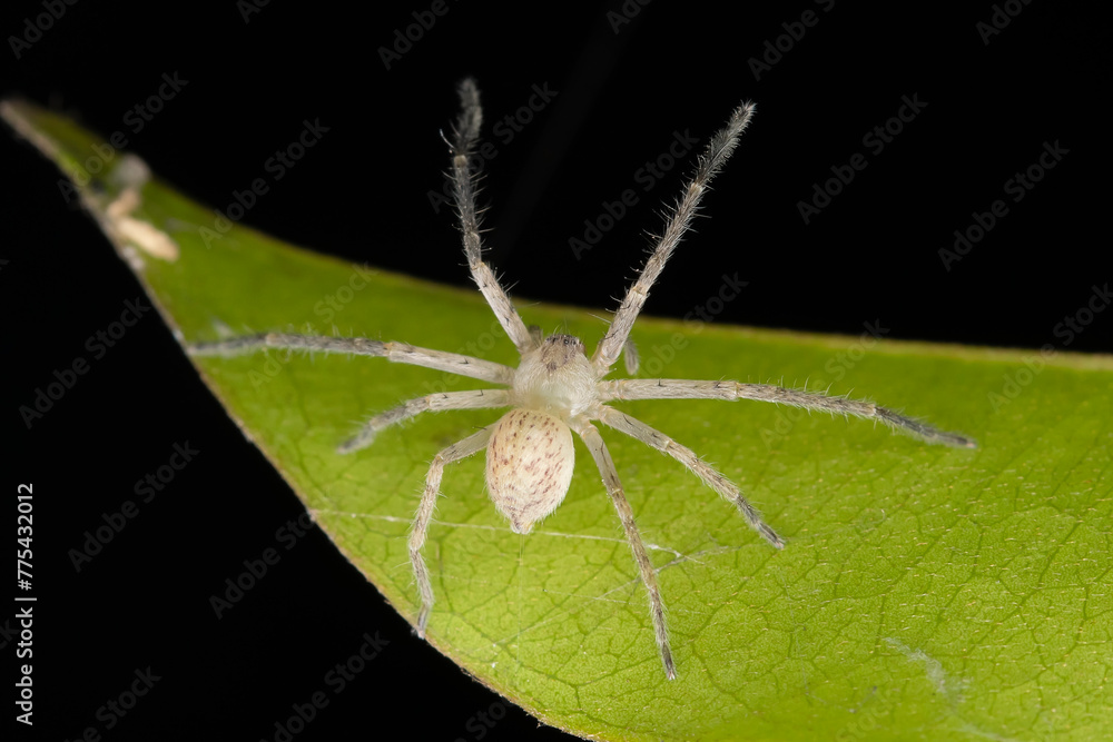 Naklejka premium Huntsman Spider Poised on a Leaf