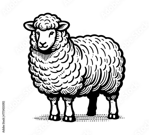 Merino sheep hand drawn vector illustration