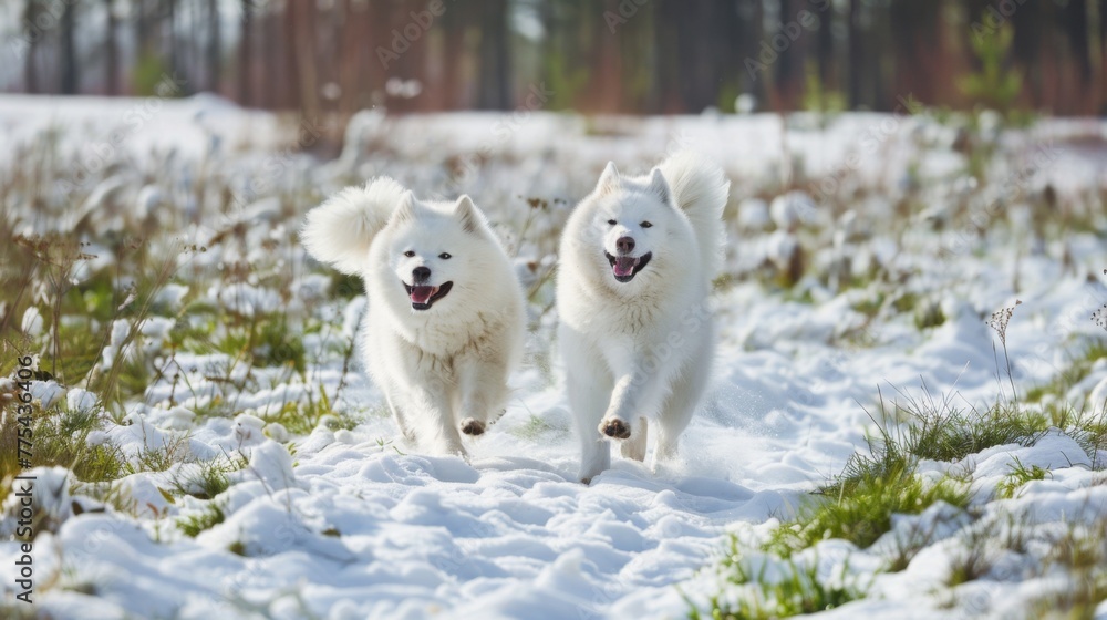 Two White Dogs Running Through a Snowy Field Two White Dogs Running Through a Snowy Field