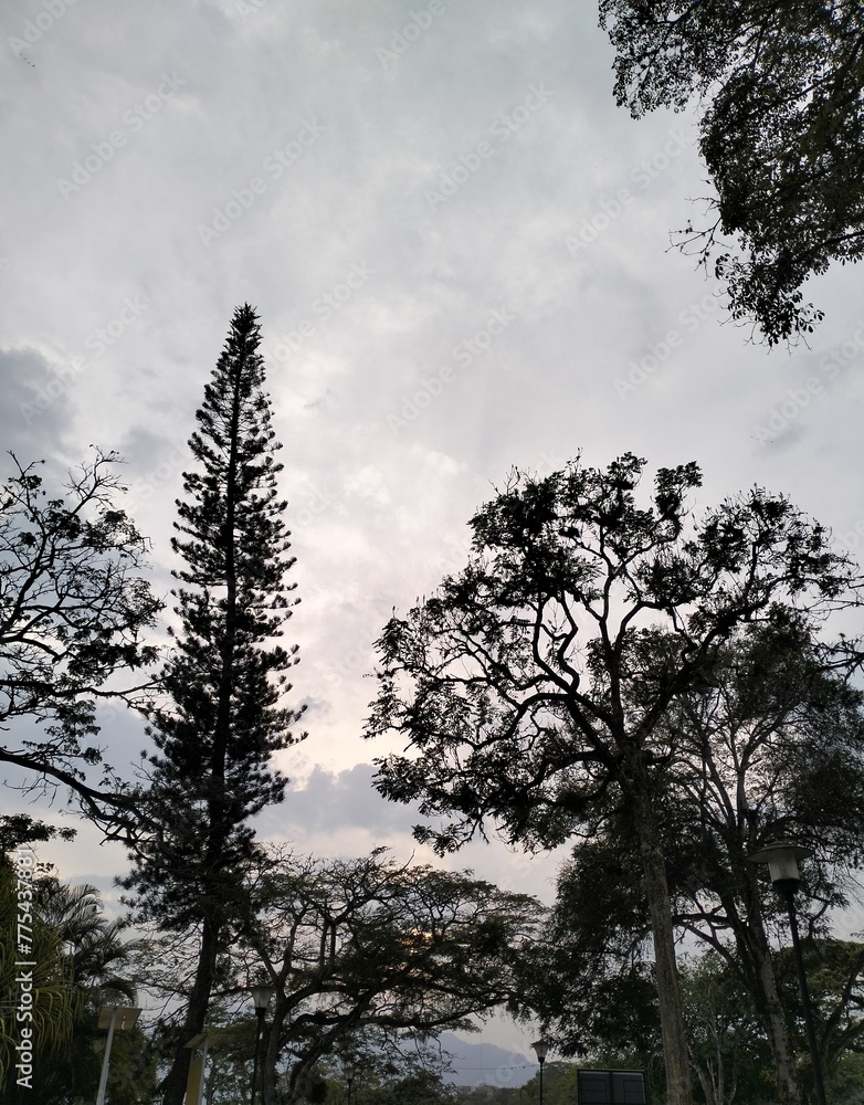 landscape with clouds, trees, leafs, blue sky landscape with clouds, trees, leafs, blue sky