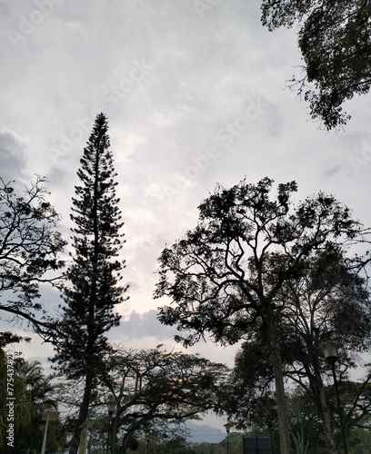 landscape with clouds, trees, leafs, blue sky