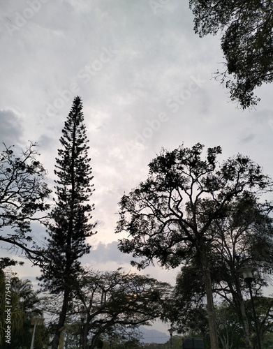landscape with clouds, trees, leafs, blue sky