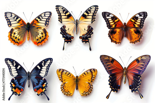 set of butterflies isolated © Michal Kaniorski