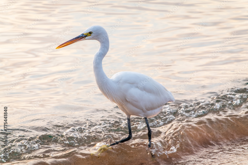 Great egret (Ardea alba), a medium-sized white heron fishing on the sea beach Great egret (Ardea alba), a medium-sized white heron fishing on the sea beach