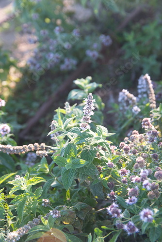 Mentha Suaveolens in bloom, Mentha longifolia, also known as horse mint, brookmint, fillymint or St. John's horsemint, is a species of plant in the family Lamiaceae photo