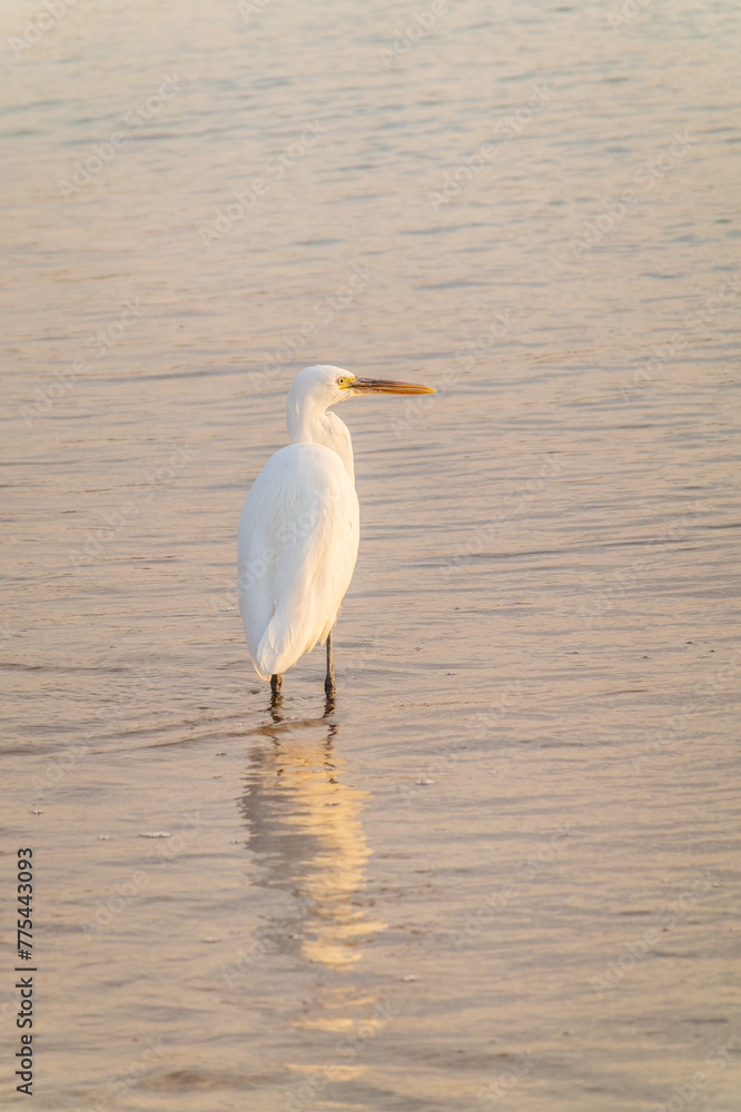 Great egret (Ardea alba), a medium-sized white heron fishing on the sea beach Great egret (Ardea alba), a medium-sized white heron fishing on the sea beach