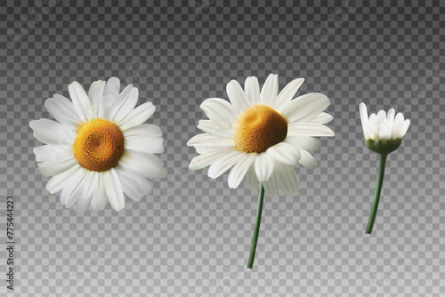 chamomile flower in realistic vector