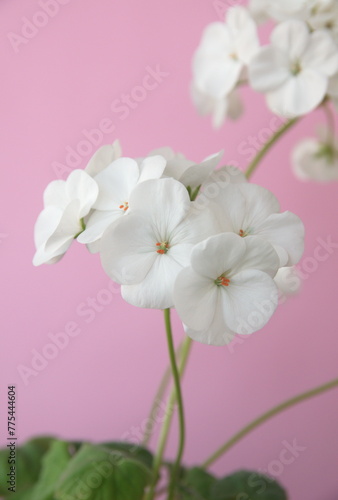 Blossom of Geranium Zonal   Pelargonium hortorum with white flowers  on pink background